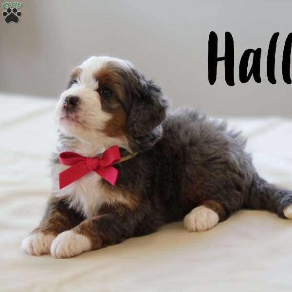 Halli, Mini Bernedoodle Puppy