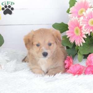 Chance, Miniature Poodle Mix Puppy