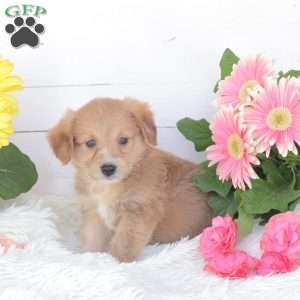 Chance, Miniature Poodle Mix Puppy