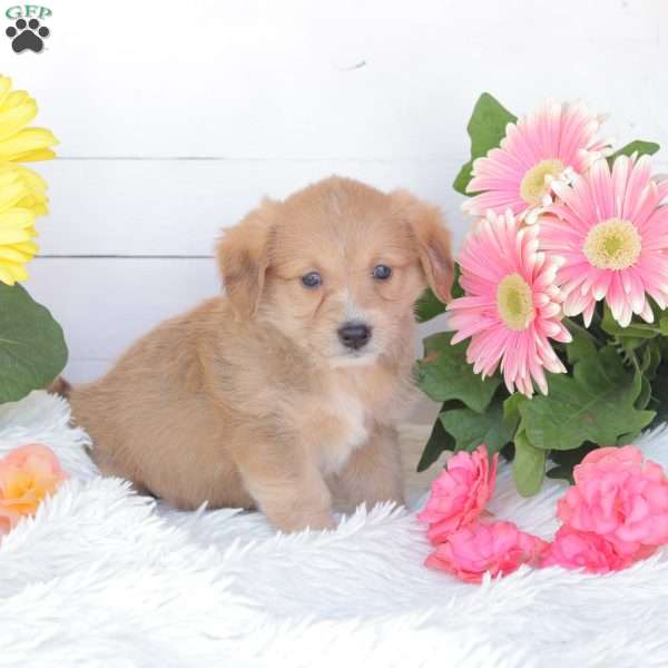 Chance, Miniature Poodle Mix Puppy