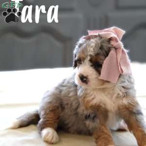 Tara, Mini Bernedoodle Puppy