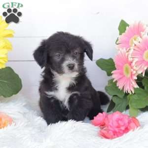 Cliff, Miniature Poodle Mix Puppy