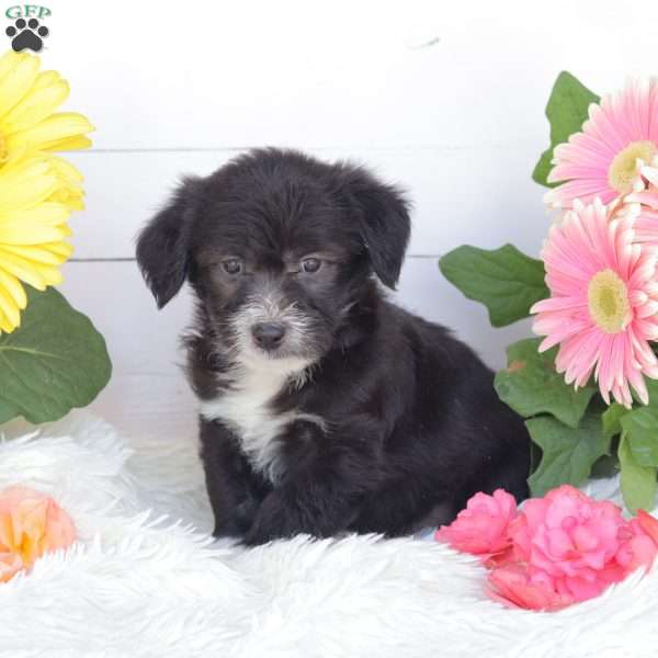 Cliff, Miniature Poodle Mix Puppy