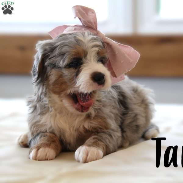 Tara, Mini Bernedoodle Puppy