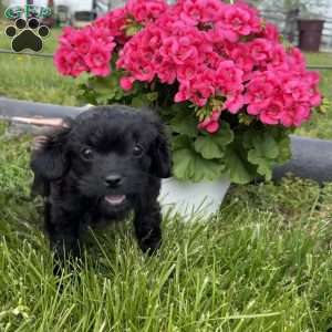 Luna, Cavapoo Puppy