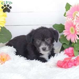 Cliff, Miniature Poodle Mix Puppy