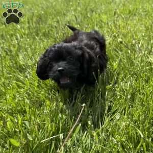 Luna, Cavapoo Puppy