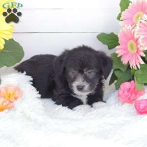 Cliff, Miniature Poodle Mix Puppy