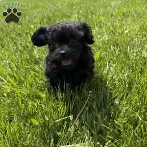 Luna, Cavapoo Puppy