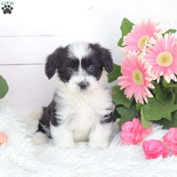 Cash, Miniature Poodle Mix Puppy