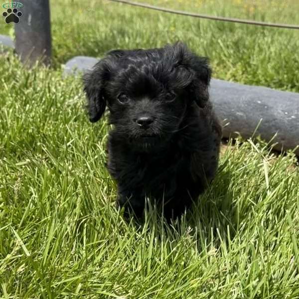 Luna, Cavapoo Puppy