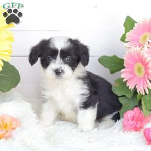 Cash, Miniature Poodle Mix Puppy