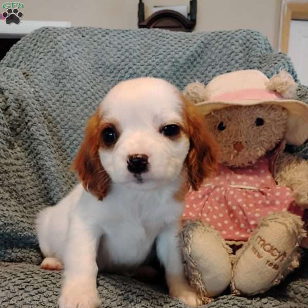 Rosie, Cavalier King Charles Mix Puppy