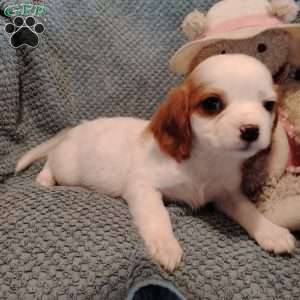 Rosie, Cavalier King Charles Mix Puppy