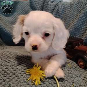 Petey, Cavalier King Charles Mix Puppy