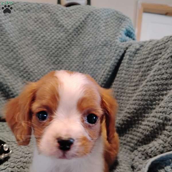 Tommy, Cavalier King Charles Mix Puppy