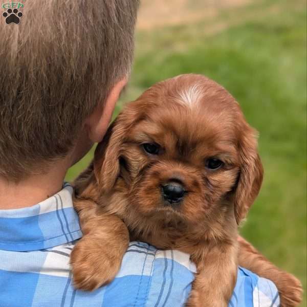 Damian, Cavalier King Charles Spaniel Puppy