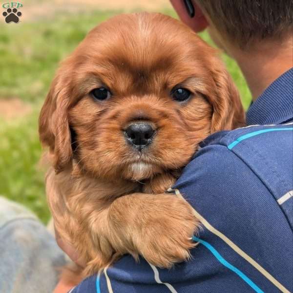 Dexter, Cavalier King Charles Spaniel Puppy