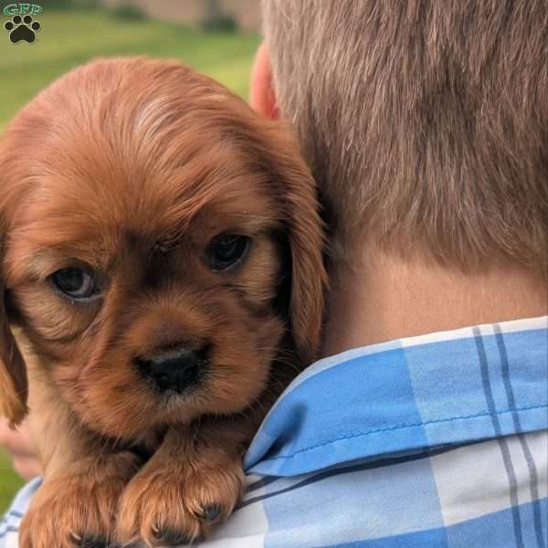 Daisy Girl, Cavalier King Charles Spaniel Puppy