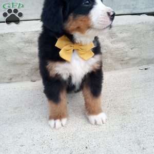 Banjo, Bernese Mountain Dog Puppy