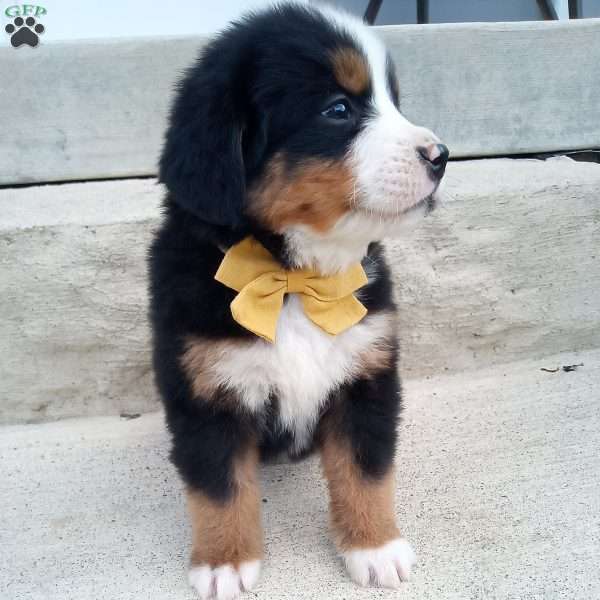 Banjo, Bernese Mountain Dog Puppy