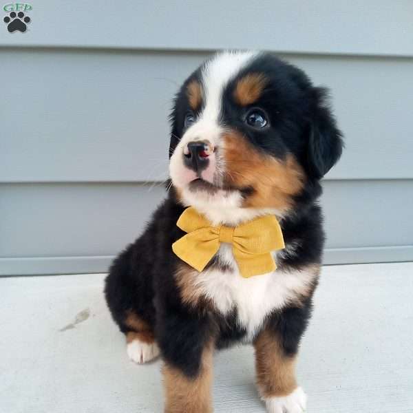 Banjo, Bernese Mountain Dog Puppy