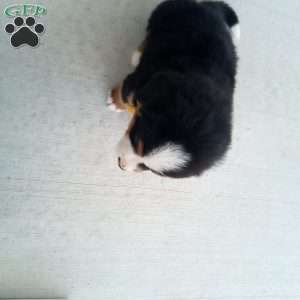 Banjo, Bernese Mountain Dog Puppy