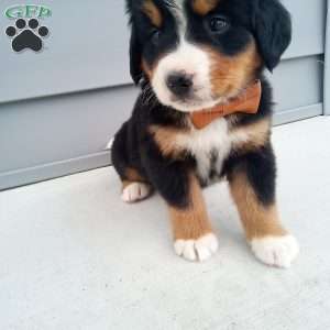 Nixon, Bernese Mountain Dog Puppy