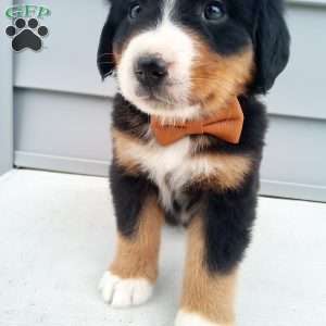 Nixon, Bernese Mountain Dog Puppy