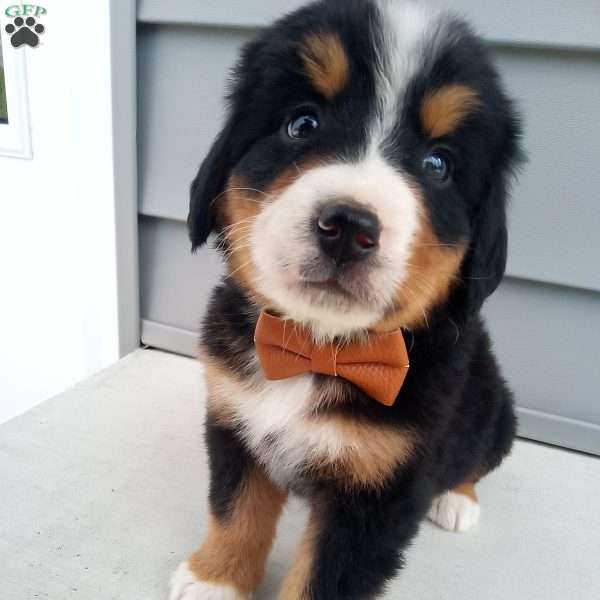Nixon, Bernese Mountain Dog Puppy