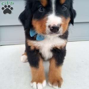 River, Bernese Mountain Dog Puppy