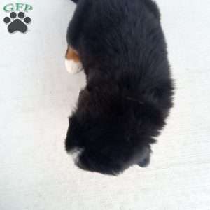 River, Bernese Mountain Dog Puppy