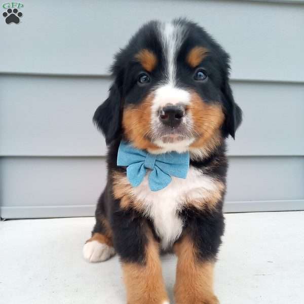 River, Bernese Mountain Dog Puppy