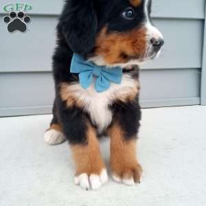 River, Bernese Mountain Dog Puppy