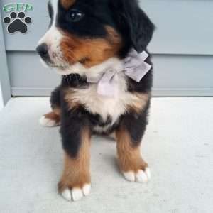 Arlo, Bernese Mountain Dog Puppy