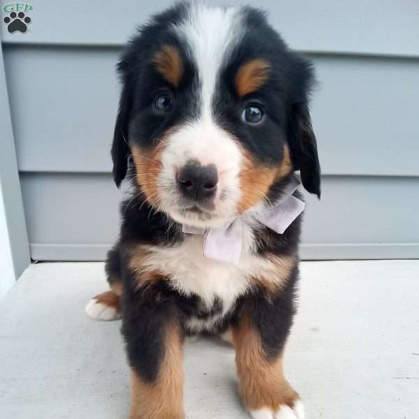 Arlo, Bernese Mountain Dog Puppy