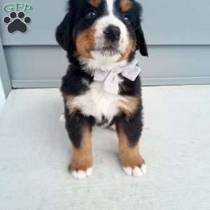 Arlo, Bernese Mountain Dog Puppy