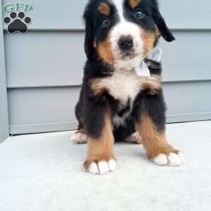 Arlo, Bernese Mountain Dog Puppy