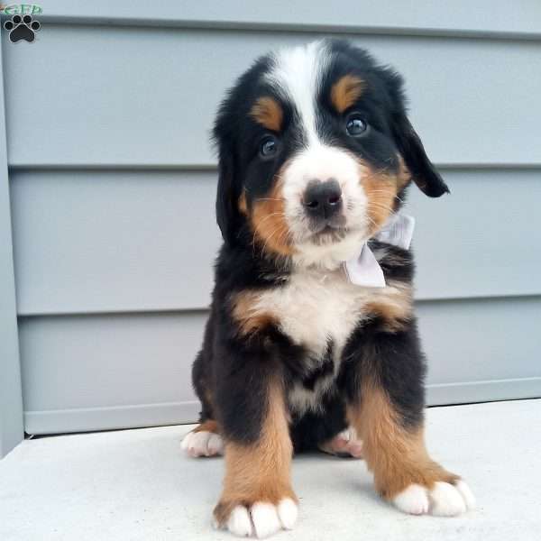 Arlo, Bernese Mountain Dog Puppy