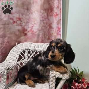 Tulip, Dachshund Puppy