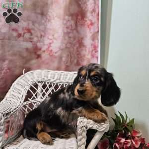 Tulip, Dachshund Puppy