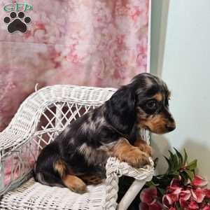 Tulip, Dachshund Puppy