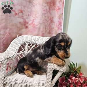 Tulip, Dachshund Puppy