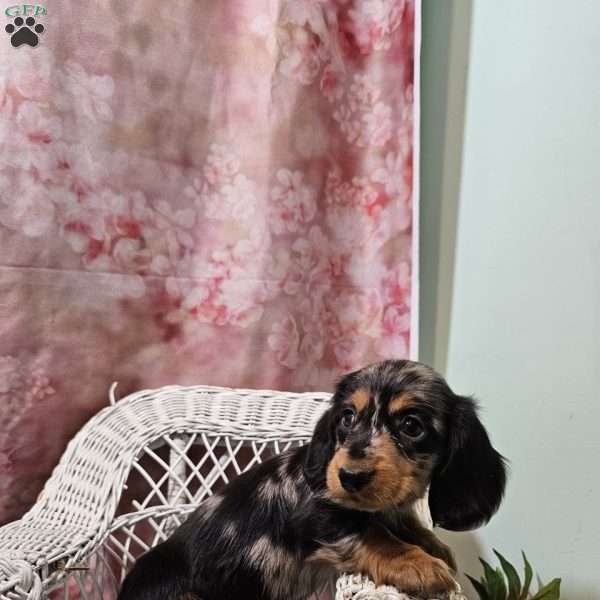 Tulip, Dachshund Puppy