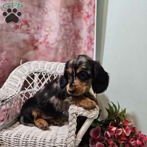 Tulip, Dachshund Puppy