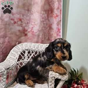 Tulip, Dachshund Puppy