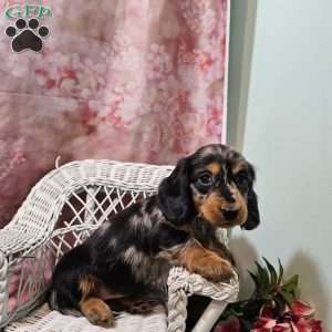 Tulip, Dachshund Puppy