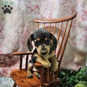 Daisy, Dachshund Puppy