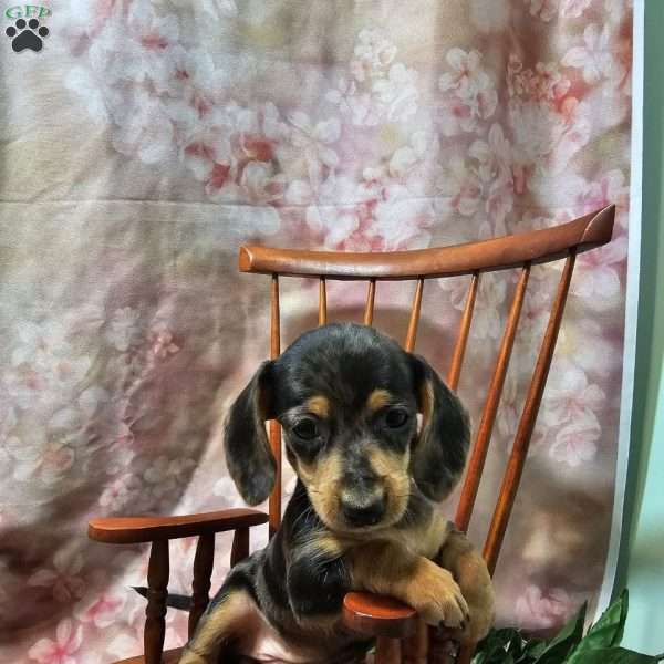 Daisy, Dachshund Puppy
