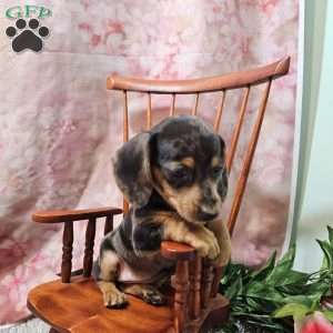 Daisy, Dachshund Puppy